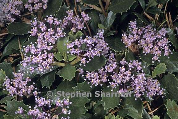 ceanothus prostratus 2 graphic